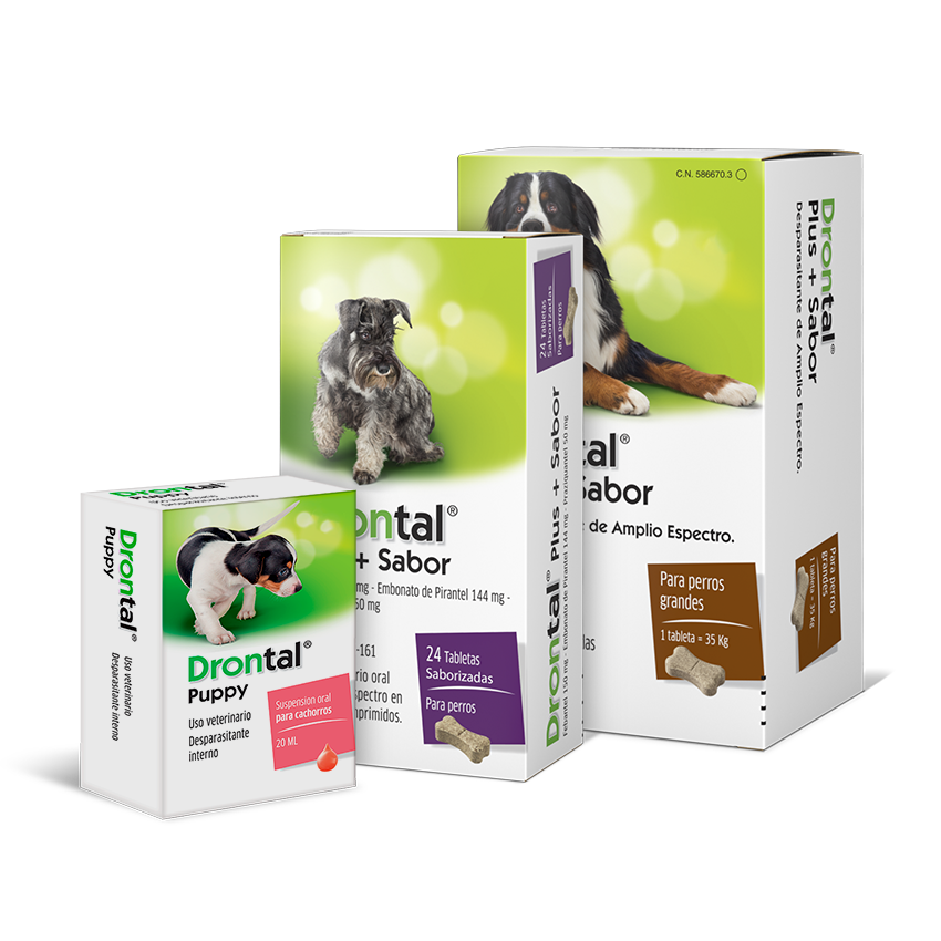 dontal perros