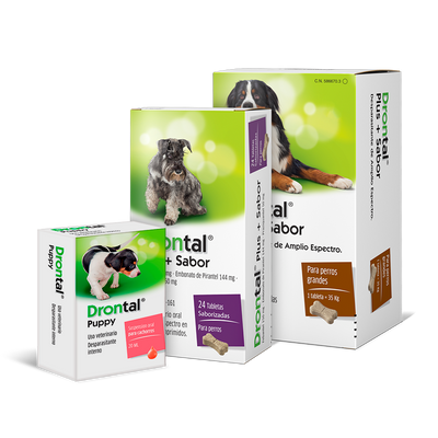 dontal perros