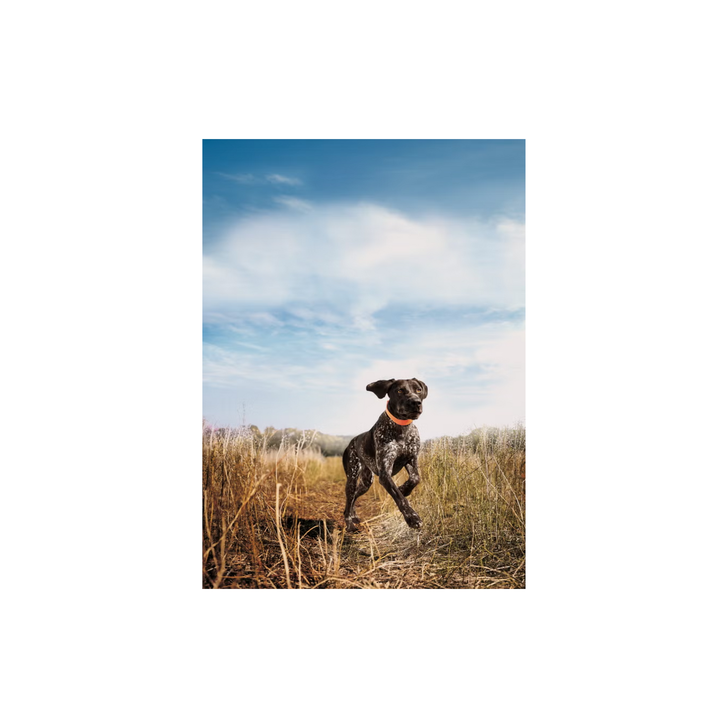 Eukanuba Premium Performance Sport 12.71 Kg