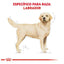 labrador royal canin