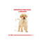 Royal Canin Perro Cachorro Labrador Retriever 13.6kg