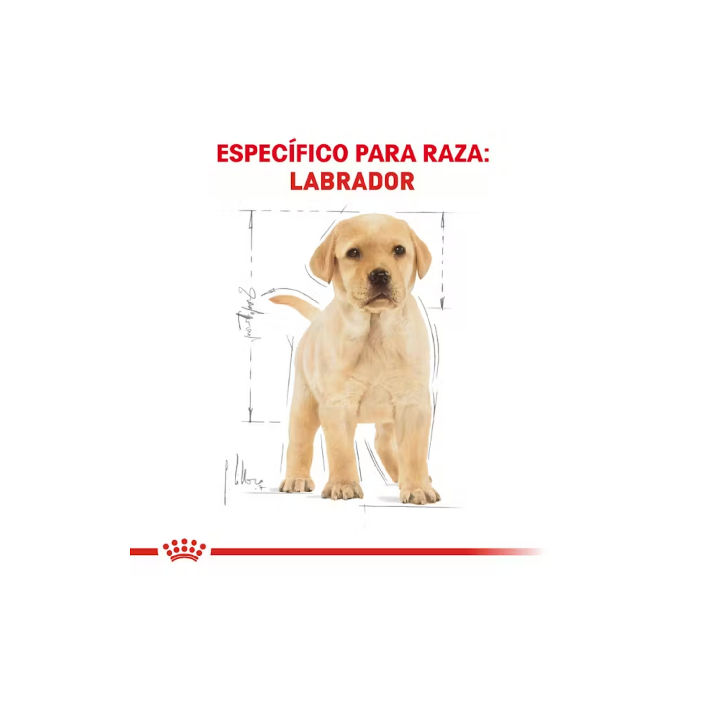 Royal Canin Perro Cachorro Labrador Retriever 13.6kg