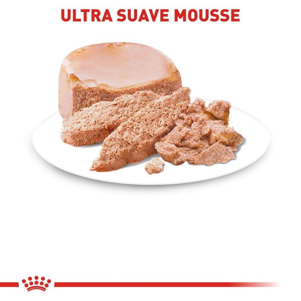 starter royal canin