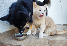 Nutrición para mascotas: TODO lo que tienes que saber