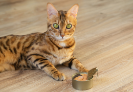 ¿Por qué el alimento húmedo es el favorito de los gatos?