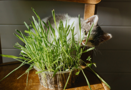 Catgrass: La Hierba Favorita de tu Gato