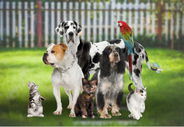 Conviviendo con Diversidad: Mascotas en Armonía