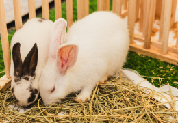 Guía Práctica para Cuidar a tu Conejo de Mascota