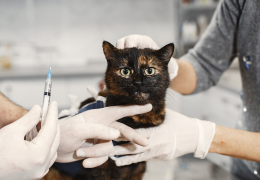 Guía de Vacunación para Gatos: Lo Esencial