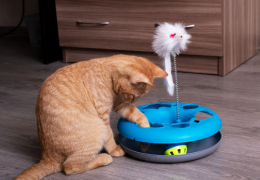 Juguetes Interactivos: La Clave para un Gato Feliz