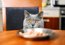 ¿Qué Alimentos son Dañinos para tu Gato?