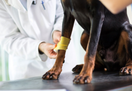 Artritis en Mascotas: Guía para comprenderla
